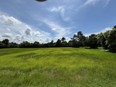 Siem Reap, Kamboçya, Asya yakınlarında palmiye ağaçları olan pirinç tarlaları