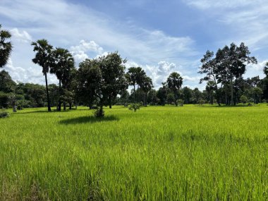 Siem Reap, Kamboçya, Asya yakınlarında palmiye ağaçları olan pirinç tarlaları