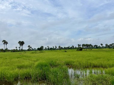 Siem Reap, Kamboçya, Asya yakınlarında palmiye ağaçları olan pirinç tarlaları