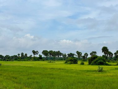 Siem Reap, Kamboçya, Asya yakınlarında palmiye ağaçları olan pirinç tarlaları