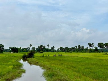 Siem Reap, Kamboçya, Asya yakınlarında palmiye ağaçları olan pirinç tarlaları