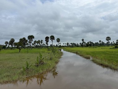 Siem Reap, Kamboçya, Asya yakınlarında palmiye ağaçları olan pirinç tarlaları