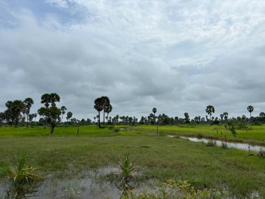Siem Reap, Kamboçya, Asya yakınlarında palmiye ağaçları olan pirinç tarlaları