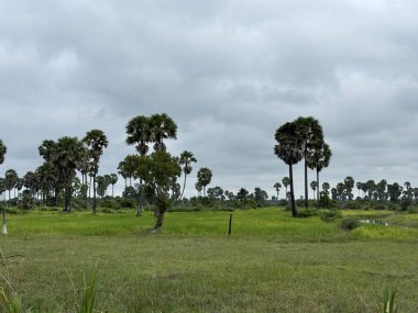 Siem Reap, Kamboçya, Asya yakınlarında palmiye ağaçları olan pirinç tarlaları