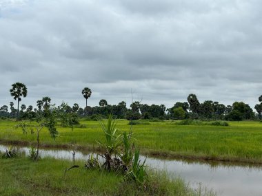 Siem Reap, Kamboçya, Asya yakınlarında palmiye ağaçları olan pirinç tarlaları