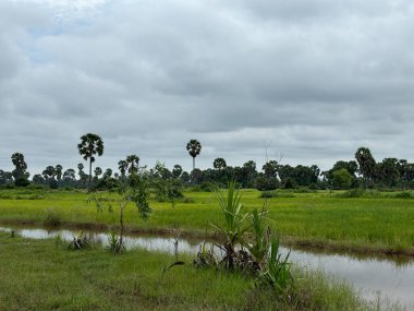Siem Reap, Kamboçya, Asya yakınlarında palmiye ağaçları olan pirinç tarlaları