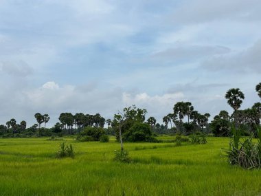 Siem Reap, Kamboçya, Asya yakınlarında palmiye ağaçları olan pirinç tarlaları