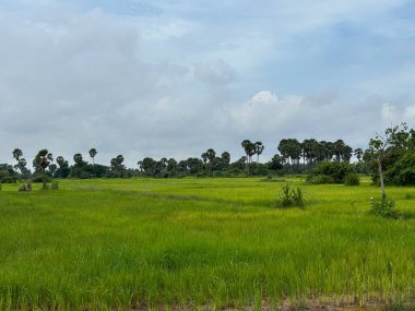 Siem Reap, Kamboçya, Asya yakınlarında palmiye ağaçları olan pirinç tarlaları