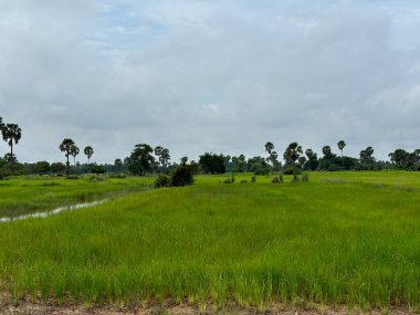 Siem Reap, Kamboçya, Asya yakınlarında palmiye ağaçları olan pirinç tarlaları