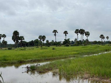 Siem Reap, Kamboçya, Asya yakınlarında palmiye ağaçları olan pirinç tarlaları