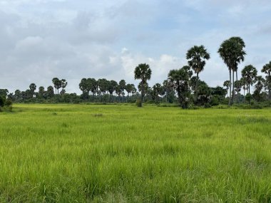 Siem Reap, Kamboçya, Asya yakınlarında palmiye ağaçları olan pirinç tarlaları