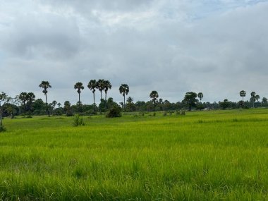 Siem Reap, Kamboçya, Asya yakınlarında palmiye ağaçları olan pirinç tarlaları