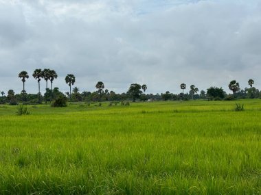 Siem Reap, Kamboçya, Asya yakınlarında palmiye ağaçları olan pirinç tarlaları