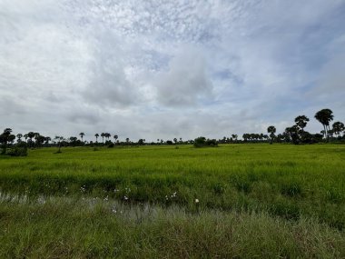 Siem Reap, Kamboçya, Asya yakınlarında palmiye ağaçları olan pirinç tarlaları