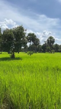 Mavi gökyüzü olan yeşil pirinç tarlaları