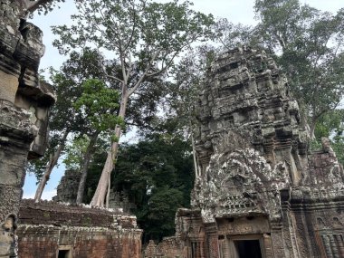 Angkor tapınağı ne, siem hasadı, Kamboçya
