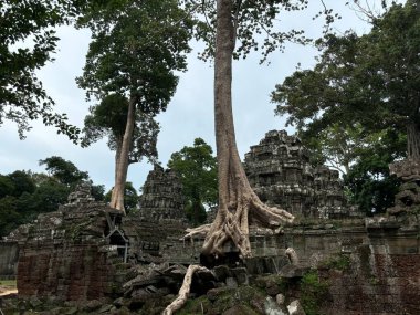 Ta prohm in kor, Kamboçya,
