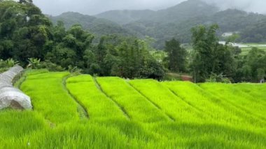 Tayland, Hindiçin ve Asya 'da Chiang Mai' nin kuzeyindeki Doi Inthanon 'daki teraslı pirinç tarlalarında yağmurlu bir gün.