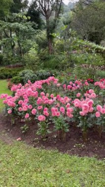 Chiang Mai, Tayland 'ın kuzeyindeki Doi Inthanon Ulusal Parkı' ndaki bahçelerde güzel çiçekler.