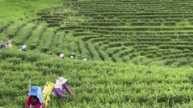 Kuzey Tayland, Asya 'da Chiang Rai yakınlarında Mae Chan Pa Sang' da çay çiftliği.