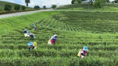 Kuzey Tayland, Asya 'da Chiang Rai yakınlarında Mae Chan Pa Sang' da çay çiftliği.