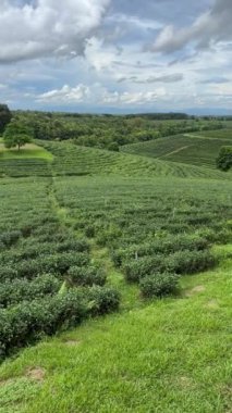 Kuzey Tayland, Asya 'da Chiang Rai yakınlarında Mae Chan Pa Sang' da çay çiftliği.