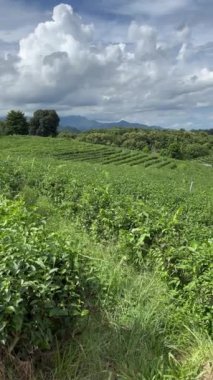 Kuzey Tayland, Asya 'da Chiang Rai yakınlarında Mae Chan Pa Sang' da çay çiftliği.