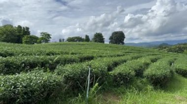 Kuzey Tayland, Asya 'da Chiang Rai yakınlarında Mae Chan Pa Sang' da çay çiftliği.