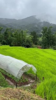 Tayland, Hindiçin ve Asya 'da Chiang Mai' nin kuzeyindeki Doi Inthanon 'daki teraslı pirinç tarlalarında yağmurlu bir gün.