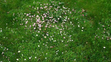 Güzel çiçekler, doğa bitki örtüsü.