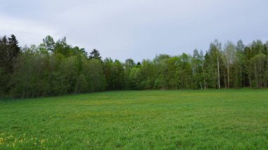bahar ormanı, yeşil çimen ve ağaçlar
