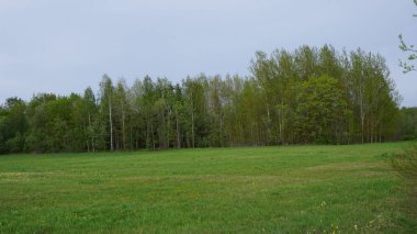 Ormandaki tarlada yeşil çimenler