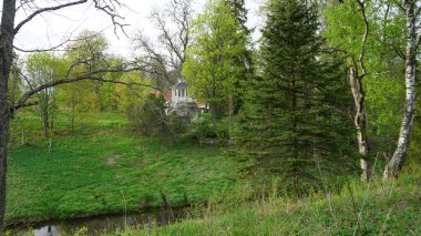 Parktaki yeşil ağaçlar ve çalılar. Yaz manzarası. Doğa