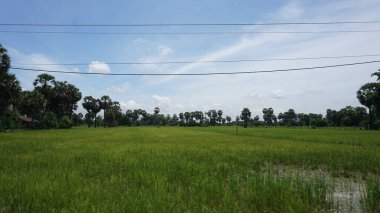 Kırsaldaki pirinç tarlaları