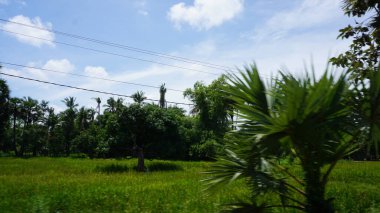 green grass with blue sky in background