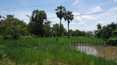 Yeşil çimenli pirinç tarlaları ve arka planda ağaçlar