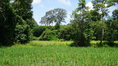 Tayland 'ın kuzeyindeki pirinç tarlaları.