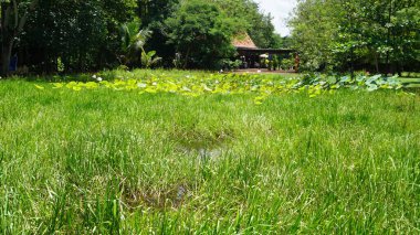 Parkın güzel manzarası