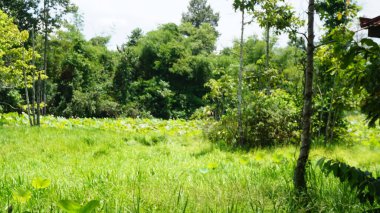 Güzel bir tropikal bahçe. yeşil orman arkaplanı