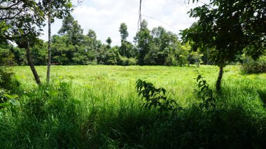 Arka planda mavi gökyüzü olan güzel yeşil alan