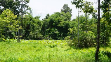 Ormanda yeşil ağaçlar