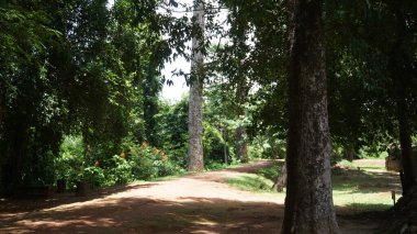 Büyük bir ağacı olan güzel bir park manzarası.