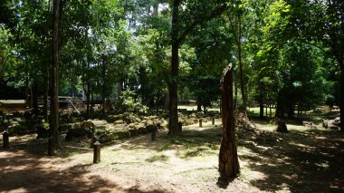 Ormanda yeşil ağaçlar