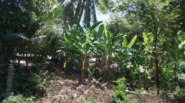 coconut tree in the forest