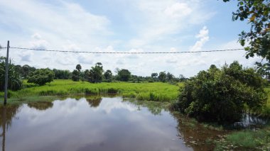 Pirinç tarlası ve mavi gökyüzü