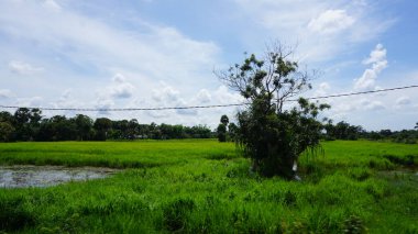 Arkasında mavi gökyüzü olan güzel pirinç tarlaları..