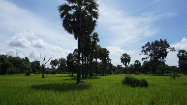Ağacı ve tarlası olan güzel bir manzara.