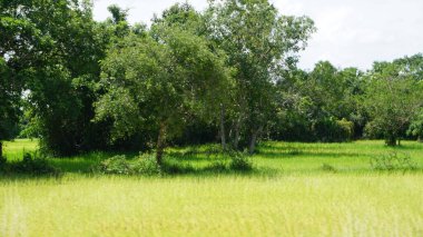 Yeşil alan ve ağaçlar