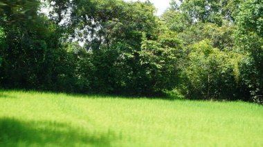 Tayland 'daki pirinç tarlalarının güzel manzarası
