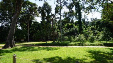 Ağaçlı yeşil bir tarla